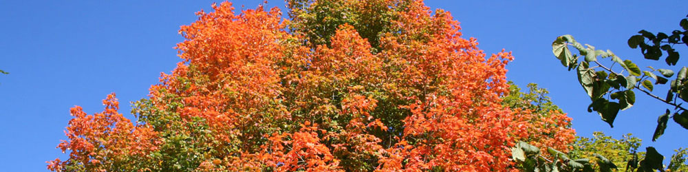 Trees - Site Name