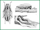 Bugs n Things