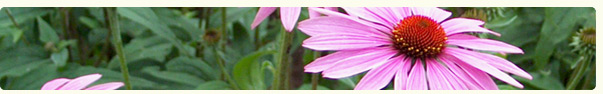 Brunswick Nurseries