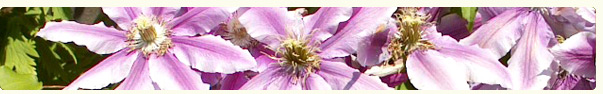 Brunswick Nurseries