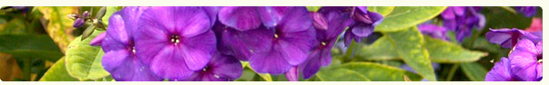 Brunswick Nurseries