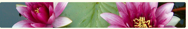 Brunswick Nurseries